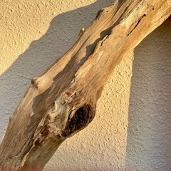 大型流木　大きい 流木　の画像