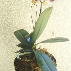 ヘゴにコチョウランの画像