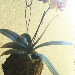 ヘゴにコチョウランの画像