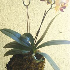 ヘゴにコチョウランの画像