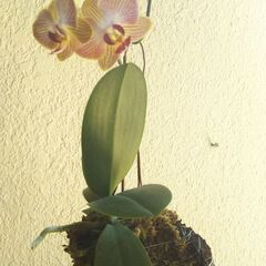 ヘゴにコチョウランの画像