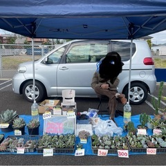 多肉植物　アガベ  エケベリア  ハオルチアなどの画像