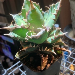 アガベ　レッドキャットウィーズルの画像