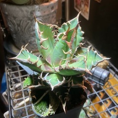 アガベ　レッドキャットウィーズルの画像