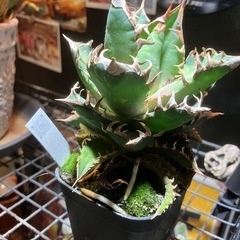 アガベ　レッドキャットウィーズルの画像