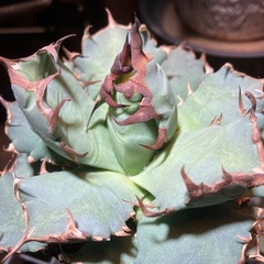 アガベ　姫厳龍の画像