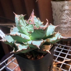 アガベ　姫厳龍の画像