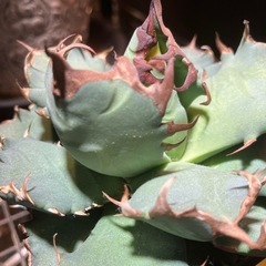 アガベ　姫厳龍の画像