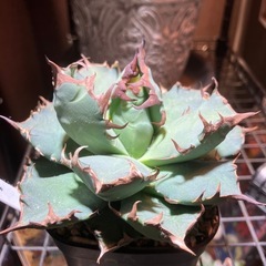 アガベ　姫厳龍の画像
