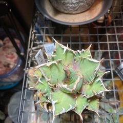 アガベ　レッドキャットウィーズル②の画像