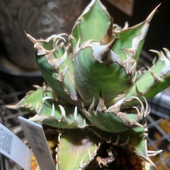 アガベ　レッドキャットウィーズル②の画像