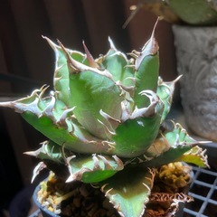 アガベ　レッドキャットウィーズル②の画像