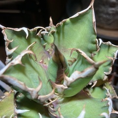 アガベ　レッドキャットウィーズル②の画像