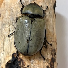 グラントシロカブト成虫♂１頭♀２頭の画像