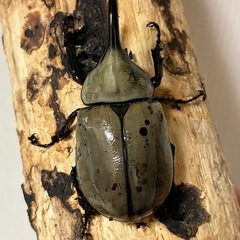 グラントシロカブト成虫♂１頭♀２頭の画像