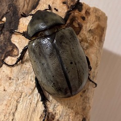 グラントシロカブト成虫♂１頭♀２頭の画像