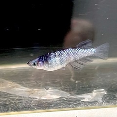 墨狼　若魚の画像