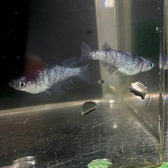 墨狼　若魚の画像