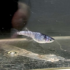 墨狼　若魚の画像