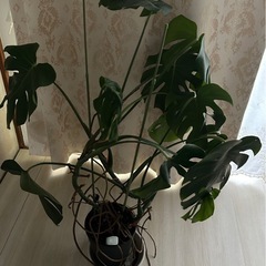 モンステラ　観葉植物　本日限定
の画像
