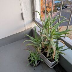 アロエベラ植物の画像