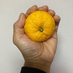 柚子(無農薬）の画像