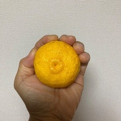 柚子(無農薬）の画像