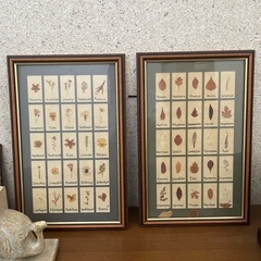 コレクション標本の画像