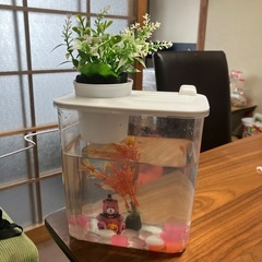 ミニ　卓上水槽　メダカ2匹　LEDライト付き！
の画像