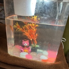 ミニ　卓上水槽　メダカ2匹　LEDライト付き！
の画像