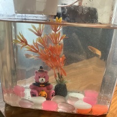 ミニ　卓上水槽　メダカ2匹　LEDライト付き！
の画像