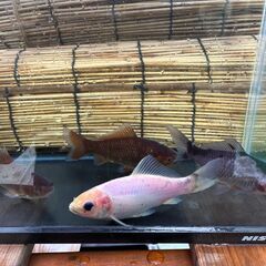 金魚 杭全鮒金　2～3歳魚の画像