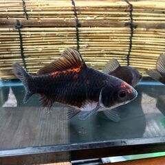 金魚 杭全鮒金　2～3歳魚の画像