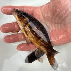 金魚 杭全鮒金　2～3歳魚の画像