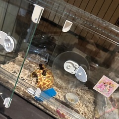 ハムスター　ケージ　Glass Harmony マルチ600Nの画像