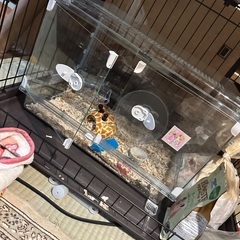 ハムスター　ケージ　Glass Harmony マルチ600Nの画像