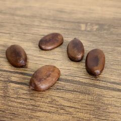 ①【チョコプリンフルーツ】ブラックサポテ苗🌱 現金手渡しの画像