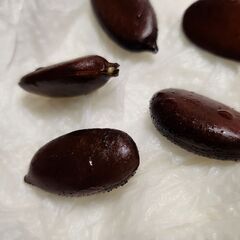 ①【チョコプリンフルーツ】ブラックサポテ苗🌱 現金手渡しの画像