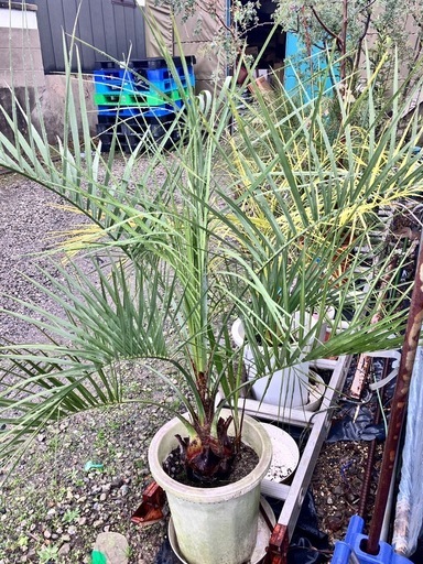 観葉植物　ココスヤシ　ヤタイヤシ