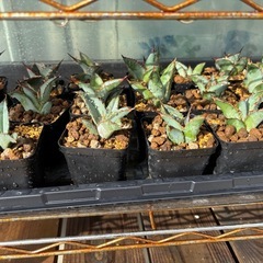 年末のアガベ【ブラック&ブルー】子株〜中株600円〜800円の画像