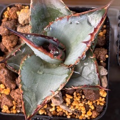 年末のアガベ【ブラック&ブルー】子株〜中株600円〜800円の画像