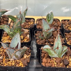 年末のアガベ【ブラック&ブルー】子株〜中株600円〜800円の画像