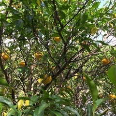高知県 物部産 実生の柚子の画像