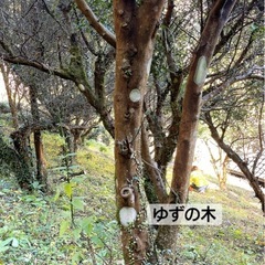 高知県 物部産 実生の柚子の画像