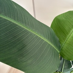 フェイクグリーンの画像