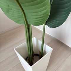 フェイクグリーンの画像