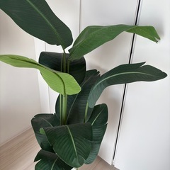 フェイクグリーンの画像