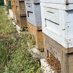 広島の安佐北区でとれた国産はちみつの画像