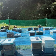 広島の安佐北区でとれた国産はちみつの画像