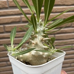 パキポディウム　デンシカウレ　恵比寿大黒の画像